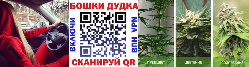 Бошки Шишки сатива Северск